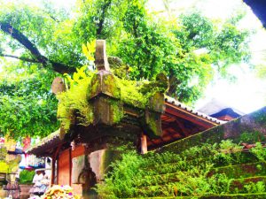 Building-full-of-nature-of-Bali